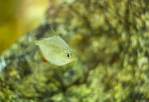 Metynnis Argenteus Hypsauchen Aquarium Fish Silver Dollar Fish Schreitmuelleri Salmon — Stock Photo, Image