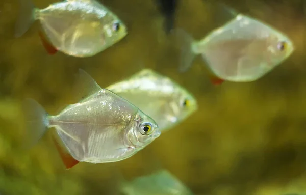 Metynnis Argenteus Hypsauchen Aquarium Fish Silver Dollar Fish Schreitmuelleri Salmon — Stock Photo, Image