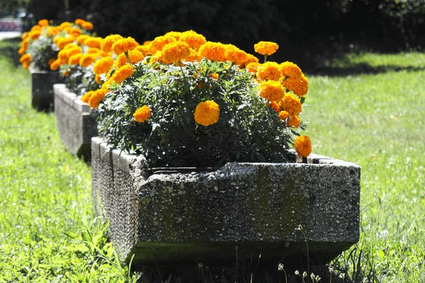 Yellow Tagetes planted in concrete plots. Marigold is a genus of annual or perennial, mostly herbaceous plants in the sunflower family. Considered a noxious invasive plant in some areas