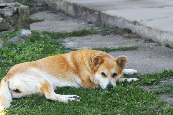 素敵な犬は美しい村の中庭の芝生に寝転んで — ストック写真