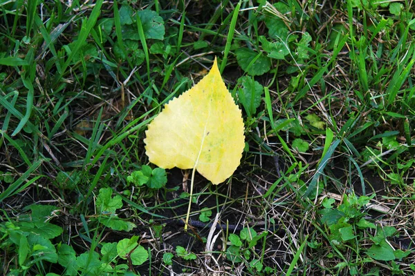 Желтый Лист Упал Землю Предсказывая Скорую Осень — стоковое фото