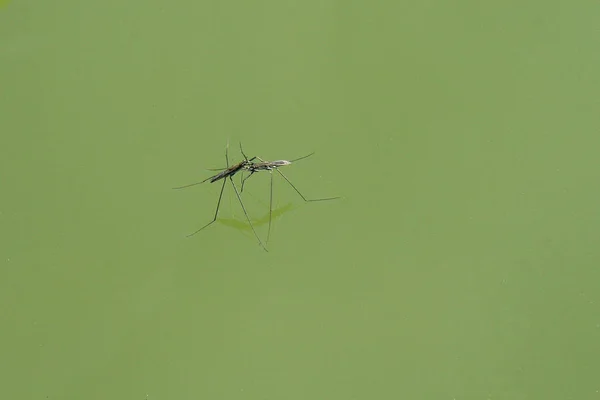 Natação Aranha Lutando Gerris Lacustris Verde Isolado — Fotografia de Stock