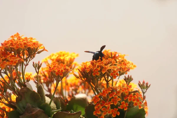 Bumble Bee Kalanchoe Flor Laranja Amarelo — Fotografia de Stock