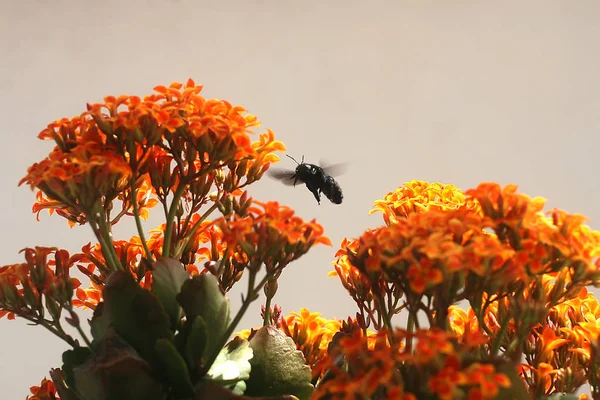 Bumble Bee Kalanchoe Flor Laranja Amarelo — Fotografia de Stock