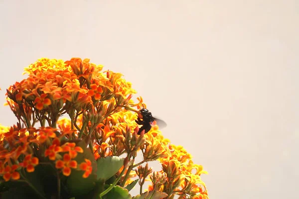 Hummel Auf Kalanchoe Blume Orange Gelb — Stockfoto