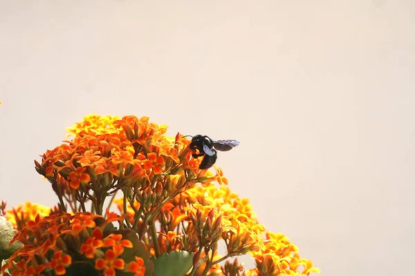 Hummel Auf Kalanchoe Blume Orange Gelb — Stockfoto