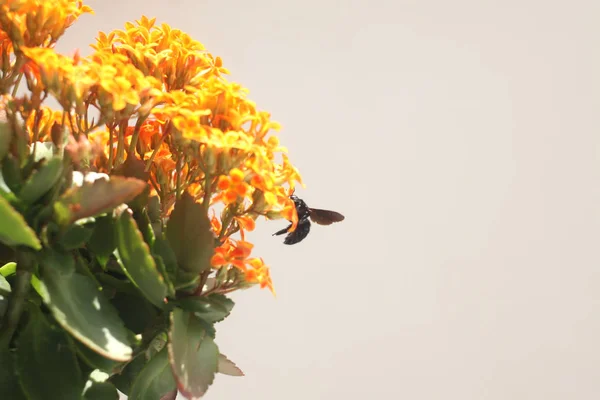 Hummel Auf Kalanchoe Blume Orange Gelb — Stockfoto