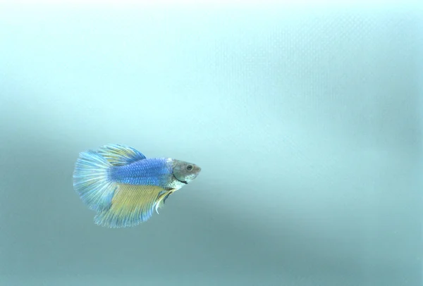 Halfmoon Siamese Fighting Fish Betta Splendens Blue Yellow — Stock Photo, Image