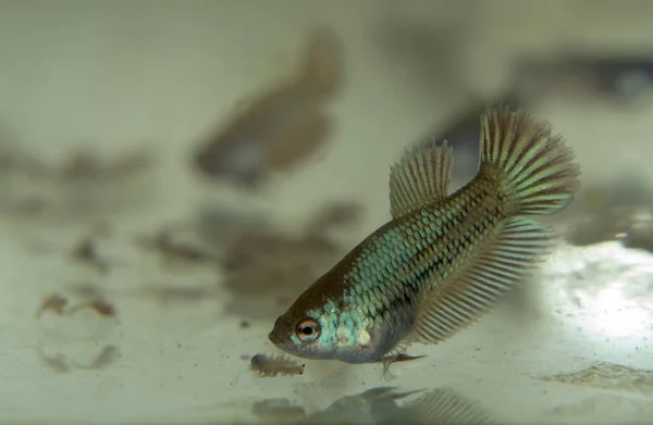 Fütterung Siamesischer Kampffische Aquarium Mit Gefrorenen Baby Sole Garnelen lizenzfreie Stockfotos