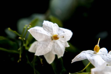 Beyaz çiçek koyu siyah arka plan ile kapatın. Sığ dof.