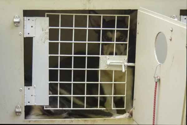 Hunde Aus Transportgründen Vorübergehend Käfig Eingesperrt Stockbild
