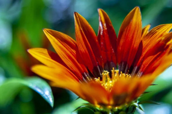 Güller Yakın Çekim Makro Fotoğraf Gazania Familyasından Bir Bitki Güney — Stok fotoğraf