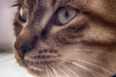 Cat genç gözler yakın çekim fotoğraf