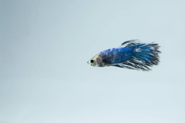Beyaz mavi, süslü Siyam mücadele içinde belgili tanımlık akvaryum poz balık. Halfmoon Betta Splendens türler.