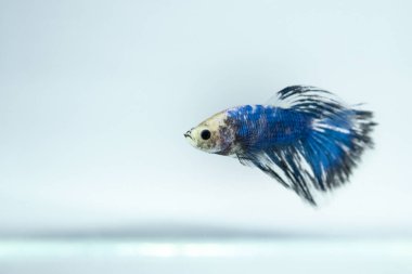 Beyaz mavi, süslü Siyam mücadele içinde belgili tanımlık akvaryum poz balık. Halfmoon Betta Splendens türler.
