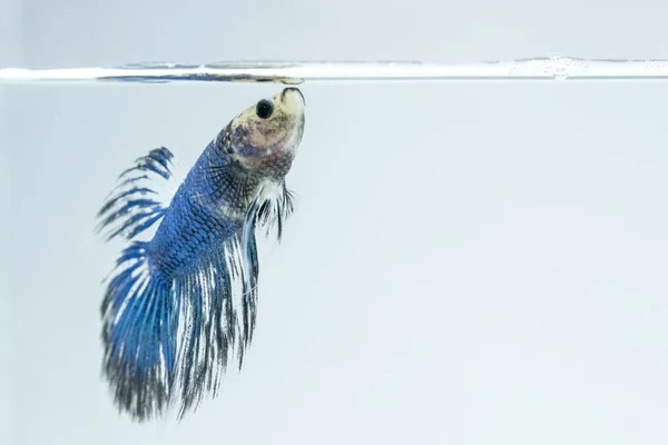 White Blue Fancy Siamese Fighting Fish Taking Breath Halfmoon Betta — Stock Photo, Image