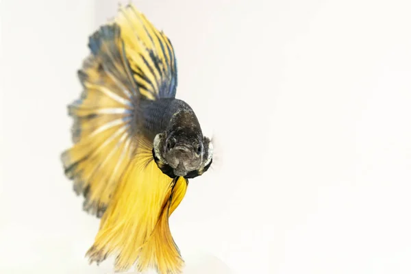 黄色黑龙暹罗战斗鱼孤立在白色 特写镜头 — 图库照片