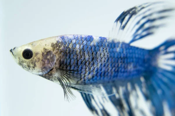 Vit Blå Fancy Siamesiska Striderna Fisk Poserar Akvariet Halfmoon Betta — Stockfoto