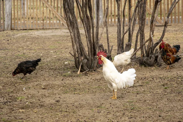 Beyaz Horoz Etrafında Yürüyüş Birkaç Tavuk Ile Çiftlikte Ötüyor — Stok fotoğraf