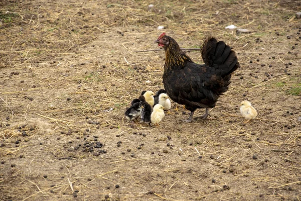 Henne Mit Mehreren Küken Auf Dem Hof Gelbe Und Dunkelbraune — Stockfoto