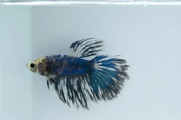 Weiß Blaue Schicke Siamesische Kampffische Posieren Aquarium Halbmond Betta Splendens Stockbild