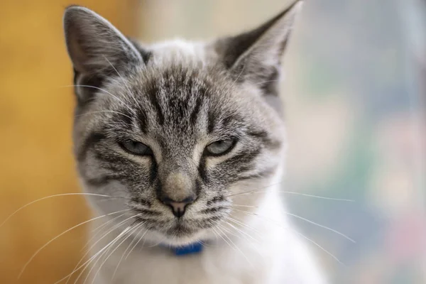 Junge Niedliche Katze Nahaufnahme Porträtfoto Mit Bokeh Hintergrund Stockbild