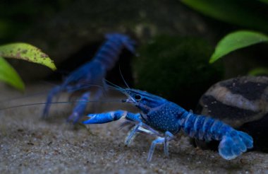 Mavi kerevit Procambarus alleni içinde belgili tanımlık akvaryum