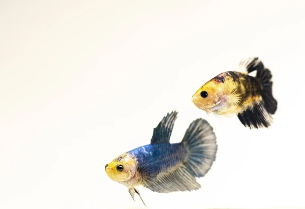 Par Fêmea Fantasia Koi Siamês Combate Peixe Isolado Fundo — Fotografia de Stock