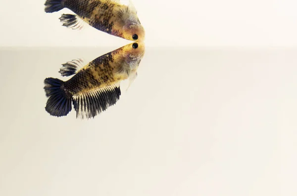 Female Fancy Koi Siamese Fighting Fish Isolated Background — Stock Photo, Image