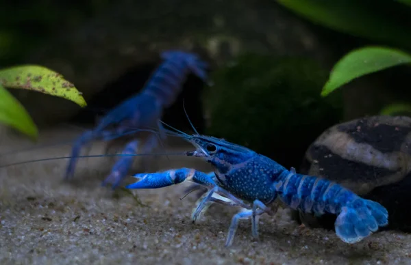 Blue Crayfish Procambarus Alleni Aquarium — Stock Photo, Image