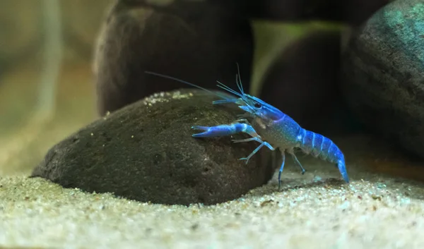 Blue Crayfish Procambarus Alleni Aquarium — Stock Photo, Image