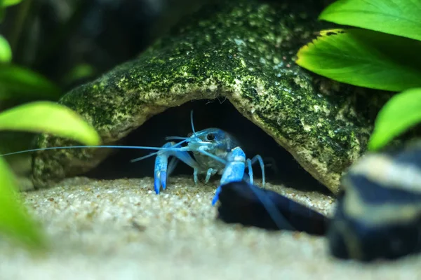 Blue Crayfish Procambarus Alleni Aquarium — Stock Photo, Image