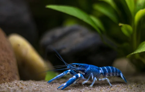 Blaue Flusskrebse Procambarus Alleni Aquarium lizenzfreie Stockbilder