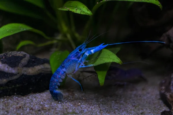 Blaue Flusskrebse Procambarus Alleni Aquarium lizenzfreie Stockfotos