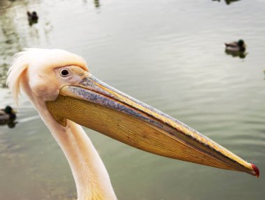 Pelikan portre fotoğrafı kapatın