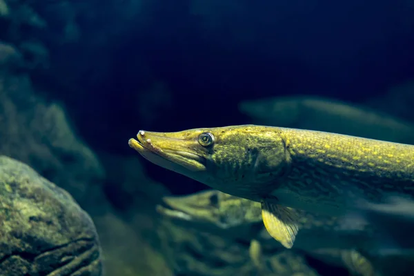 Pike Peixe Close Retrato Foto Fundo Escuro — Fotografia de Stock