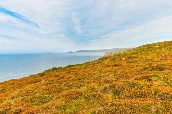 Cliffs England Lands End Cornwall Cliffs Spring Many Flowers — Stock Photo, Image