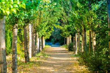 Orman ağaçları ile çevrili güzel yol. Aranjuez, İspanya yolunda. Yatay ve yaz fotoğraf.