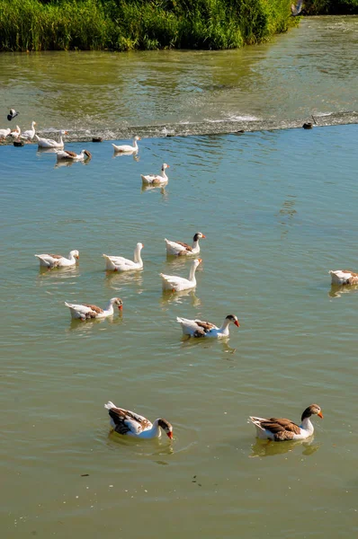 Patos Margem Rio Aranjuez Madrid — Fotografia de Stock