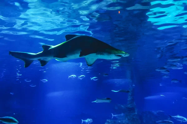 Bull Shark Een Aquarium Omringd Door Kleine Tropische Vissen Een — Stockfoto