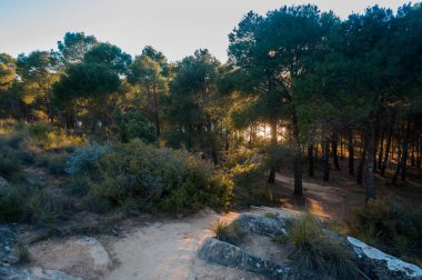 Ormanın ortasında gündoğumu, orman kesişen adımlar ile bir yol görebilirsiniz.