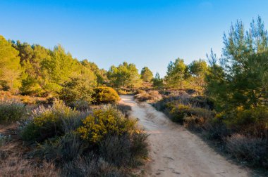 Güneşli bir günde ağaçlar ve çalılar ile çevrili Bush ortasında Dirt yol.
