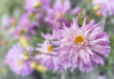 Bulanık arka planda dahlia güzel çiçek