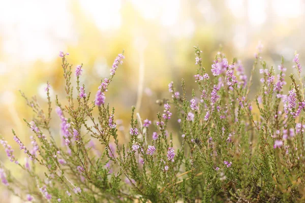 Amasing Heide Met Wazige Achtergrond Mooie Afgelopen Herfst Bloemen — Stockfoto