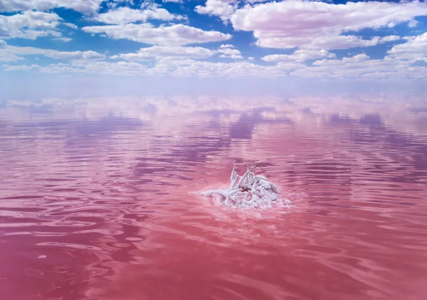 粉红湖的背景 有羊毛般的云彩 粉红湖中覆盖着盐晶的枝条 — 图库照片#