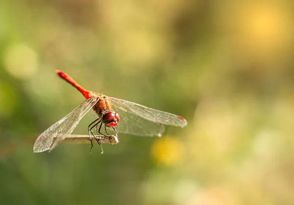 Blick Auf Die Scharlachrote Libelle Auf Dem Zweig — Stockfoto