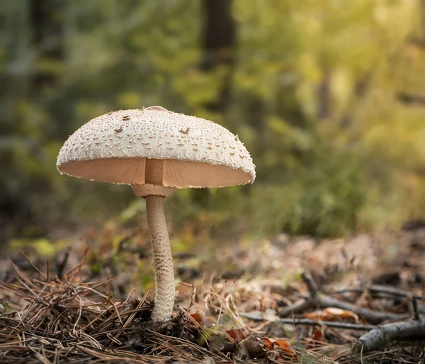 Parasol mushroom in the warm light in the forest