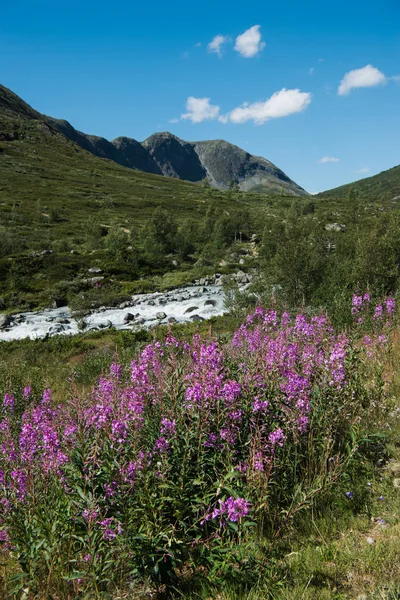 Flores — Foto de Stock