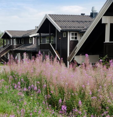 Trysil, Norveç - 26 Temmuz 2018: acı bakla çiçekler ve siyah yaşam evleri en büyük Kayak Merkezi Trysil Norveç'te, 