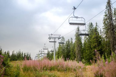 ski lift over field with lupine flowers, Trysil, Norway's largest ski resort  clipart